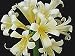 Light Yellow Clivia 5 Seeds