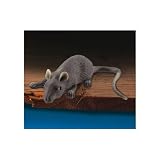 Realistic Full Size Rubber Mouse Halloween Gag