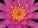 Hybrid Water Lily Flower Close-Up Floral & Botanical Photographic Poster Print by Adam Jones, 16x12