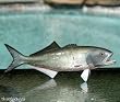 Taxidermy 14" Fiberglass Bluefish Wall Mount Plaque