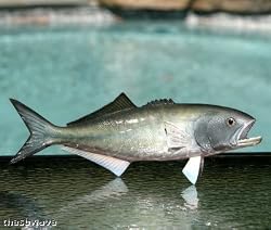 Taxidermy 14" Fiberglass Bluefish Wall Mount Plaque