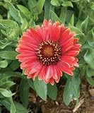 Amazon / Hirts: Perenials; Sun: Arizona Red Blanket Flower - 25 Plants - Gaillardia