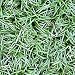 Ophiopogon japonicus Nana (Japonica, Dwarf Mondo Grass, Dwarf Monkey Grass, Dwarf Lilyturf, Kyoto) {50 Bare Root plants, $0.87 each plant}