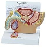 GPI Anatomical Male Pelvis w/ Testicular Cancer