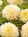 Snowdrift Marigold 40 Seeds