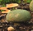 Small Antiqued Mossy Mushroom Garden Statuary