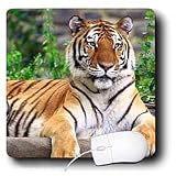 Tigers - Siberian Tiger - Mouse Pads