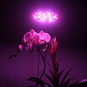 LED Wholesalers 1313MX 11 Watt PAR38 Blue/Red LED High Power Grow Light Bulb LED Wholesalers 1313MX 11 Watt PAR38 Blue/Red LED High Power Grow Light Bulb