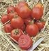 Stupice Tomato 4 Plants - Very Early/ Exceptional Taste
