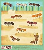 ants - wall art by amy schimler