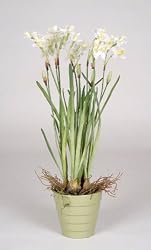 Artificial Narcissus
