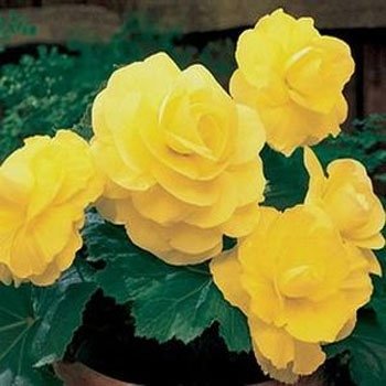 Outsidepride Yellow Begonia - 500 seeds