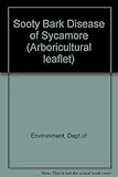 Sooty bark disease of sycamore