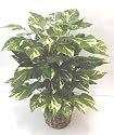 3' DOUBLE Pothos Bush Silk Floor Plant