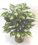 3 DOUBLE Pothos Bush Silk Floor Plant