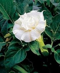 Dwarf Double White Angels Trumpet 10 Seeds-Datura