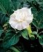 Dwarf Double White Angels Trumpet 10 Seeds -Datura