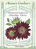 Chocolate Cherry Ornamental Sunflower Seeds
