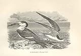 Scissor Bill 1862 Wood'S Natural History Birds