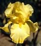 Harvest of Memories Bearded Iris - Potted - REBLOOMER