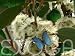 Alpin Eukalyptus Eucalyptus niphophila Samen
