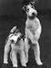 Belsize Mavis and Stella of Solent Two Wire Fox Terriers Photographic Poster Print