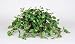 Artificial Mini Pothos Ledge