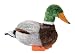 Wildlife / Domestic Animals : Male Mallard Duck 12