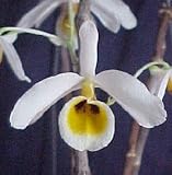 Dendrobium bensoniae 165