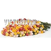 14 or 16 Dozens Assorted Color Roses in Wholesale Price with Greens and Fillers