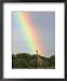 Giraffe, at End of Rainbow, Etosha National Park, Namibia Animals Framed Art Poster P...