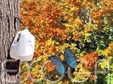 Eigenschaften Exoga  / Zucker Ahorn Acer saccharum Samen