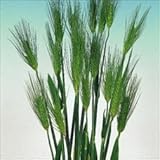 【メール便配送】　国華園　花たね　切花向きたね　寒咲早生麦　1袋(約150粒)