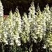Antirrhinum Royal