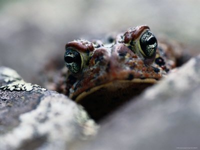 American Toad (Bufo Americanus)