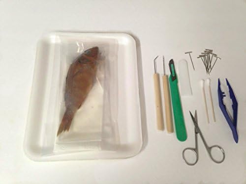 Perch Dissection Specimen with Tray and Tools