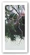 El Mundo Perdido - Red Lored Parrot by Terry Isaac 9"x20" Art Print Poster