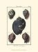 Sea Shells VII - Denis Diderot Art Print Poster 9.5 x 1