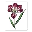 genus Tulipa 34 - 5" x 7" Museum Quality Greeting Card