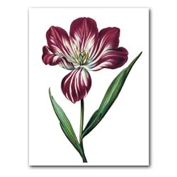 genus Tulipa 34 - 5" x 7" Museum Quality Greeting Card