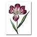 genus Tulipa 34 - 5" x 7" Museum Quality Greeting Card