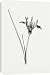 Canvas Prints of Iris pumila from Royal Horticultural Society