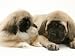 Pekingese Pup with English Mastiff Puppy Animals Photographic Poster Print by Jane Burton, 12x9