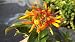 5 Starter Liners Red Dwarf Firebush Bloom Shrub Plant Live Rooted