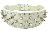 17"-20" White Leather Spiked Studded Dog Collar 2" Wide, 31 Spikes 52 Studs