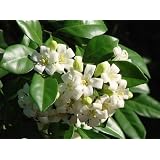 9GreenBox - Rare Sweet Fragrant Murraya Paniculata Orange Jasmine Small