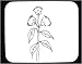 Mouse Pad with flora, flower, England, 