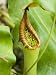 Nepenthes Pitcher Plant at the Atlanta Botanical Garden Photographic Poster Print by Joel Sartore, 24x32