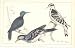 H/C Birds 1852 Woodpecker & Red Cockade