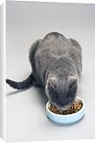 Canvas Prints of Chartreux Cat - feeding from bowl with dry food from Ardea Wildlife Pets